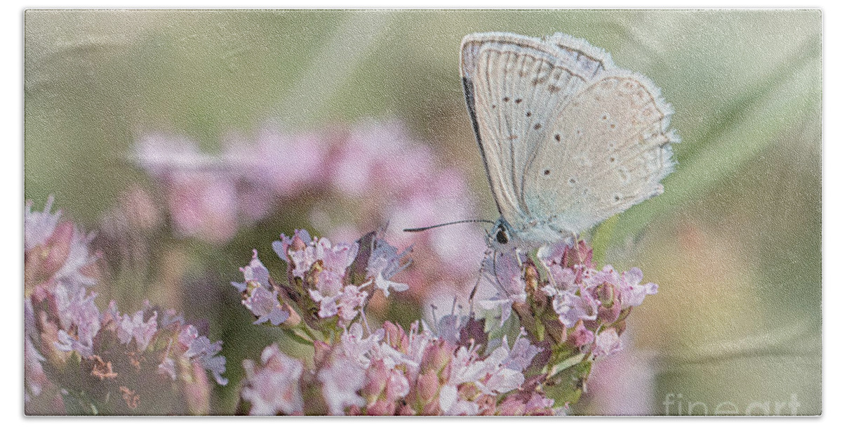 Animal Beach Sheet featuring the photograph Meleagers blue butterfly by Jivko Nakev