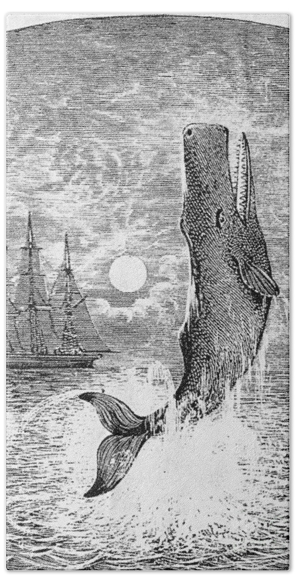 19th Century Beach Sheet featuring the photograph Melville: Moby Dick by Granger
