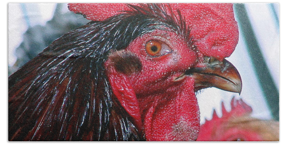Roosters Beach Towel featuring the photograph Mick by Mary Halpin