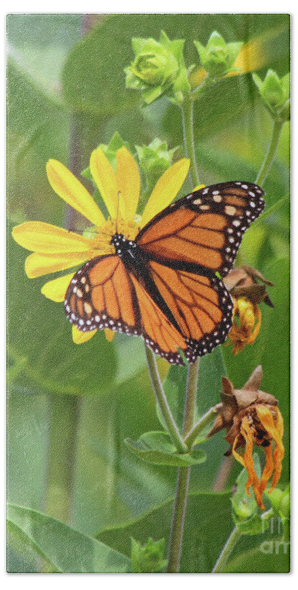 Monarch Butterfly Beach Towel featuring the photograph Mighty Monarch  by Paula Guttilla