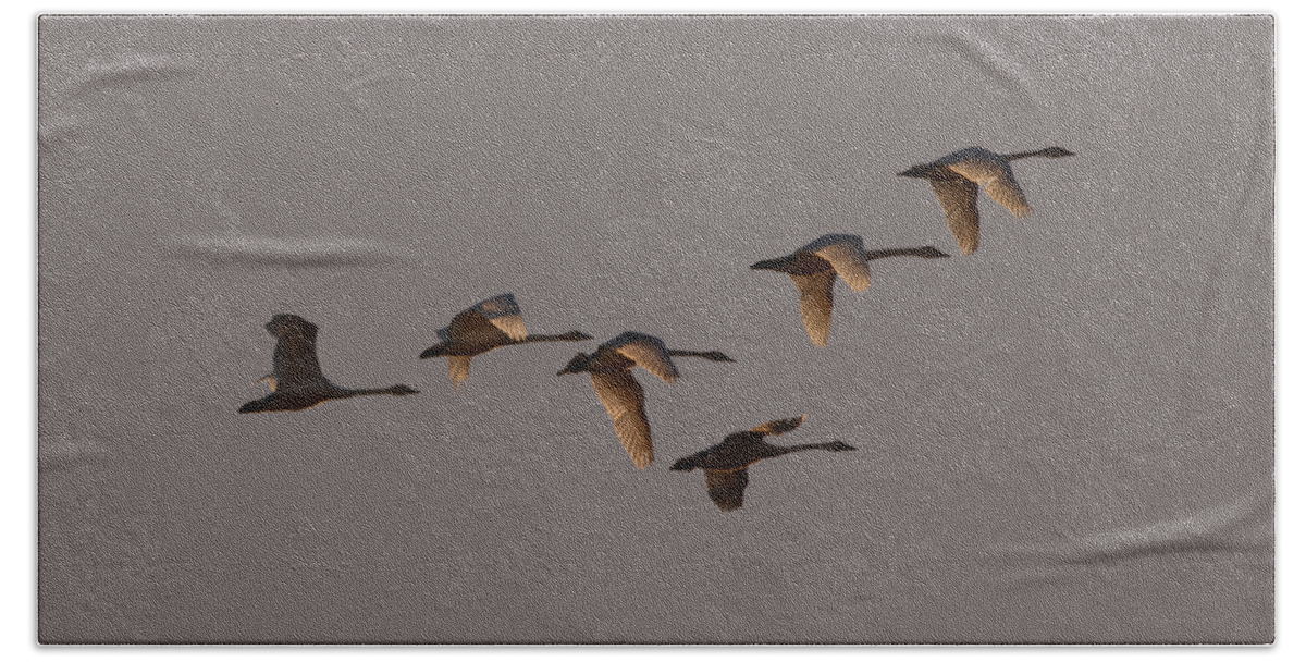 Swans Beach Towel featuring the photograph Migrating Swans by Whispering Peaks Photography
