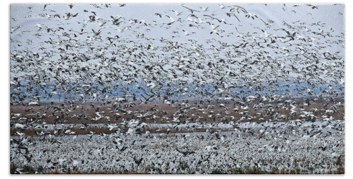 Snow Geese Beach Towel featuring the photograph Migration of the Snow Goose by Elizabeth Winter