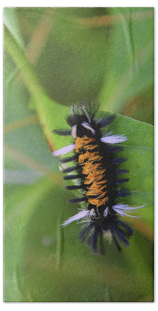 Insect Beach Towel featuring the photograph Milkweed Caterpillar by Alan Lenk