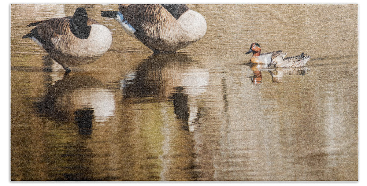 Canada Goose Beach Towel featuring the photograph Millards And Green-Wing Teal by Ed Peterson