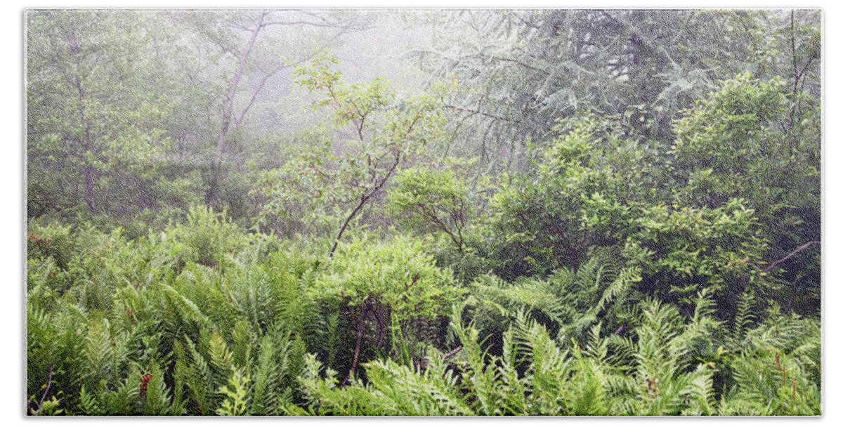 Mist Beach Sheet featuring the photograph Misty Afternoon in an Eastern Forest Thicket, Pennsylvanis by A Macarthur Gurmankin