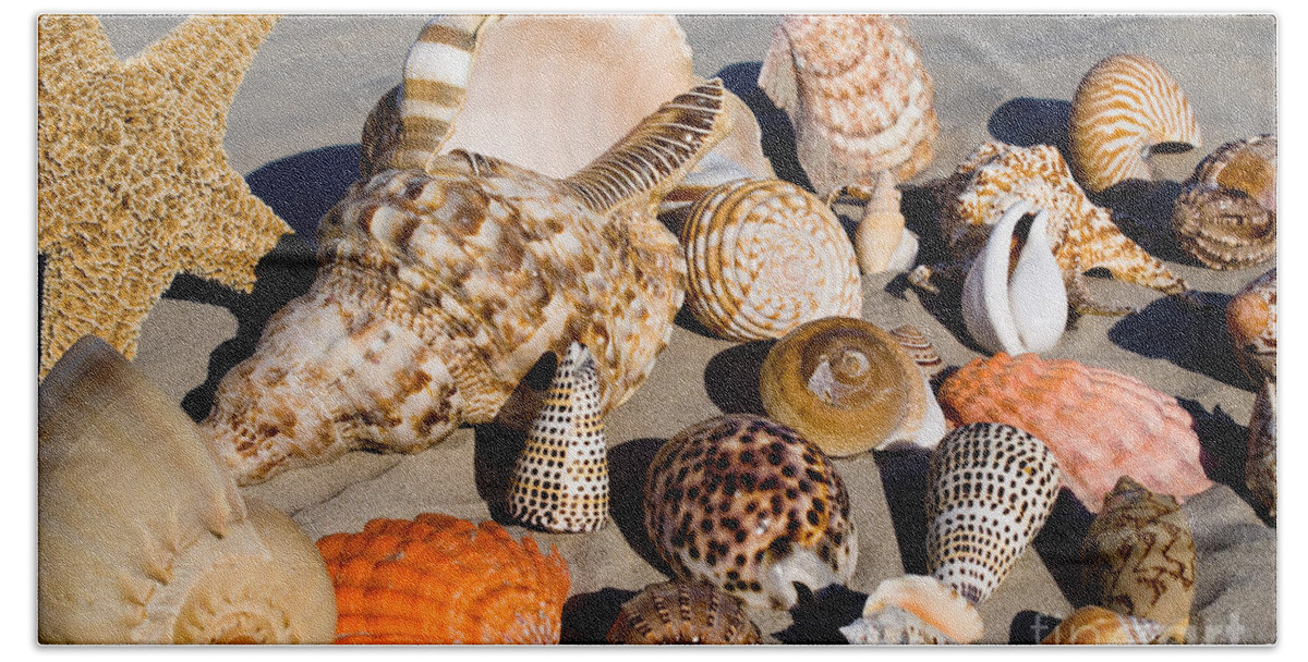Seashells Beach Towel featuring the photograph Mix Group of Seashells by Anthony Totah