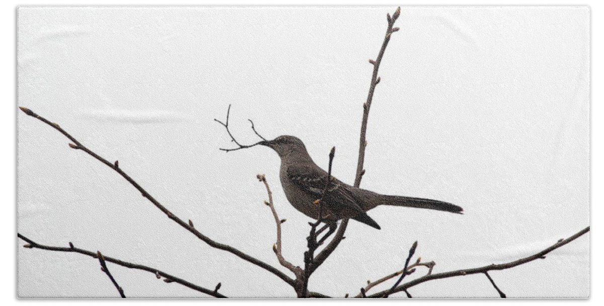Bird Beach Sheet featuring the photograph Mockingbird With Twig by Allen Nice-Webb