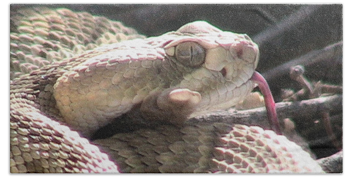 Coiled Beach Towel featuring the photograph Mojave Rattlesnake 4 by Judy Kennedy