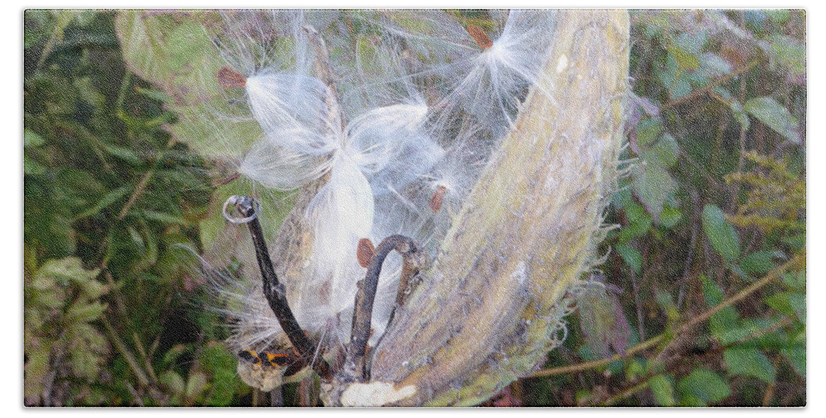 Interesting Weeds Beach Sheet featuring the photograph Moment in the life of a Milkweed by Joel Deutsch