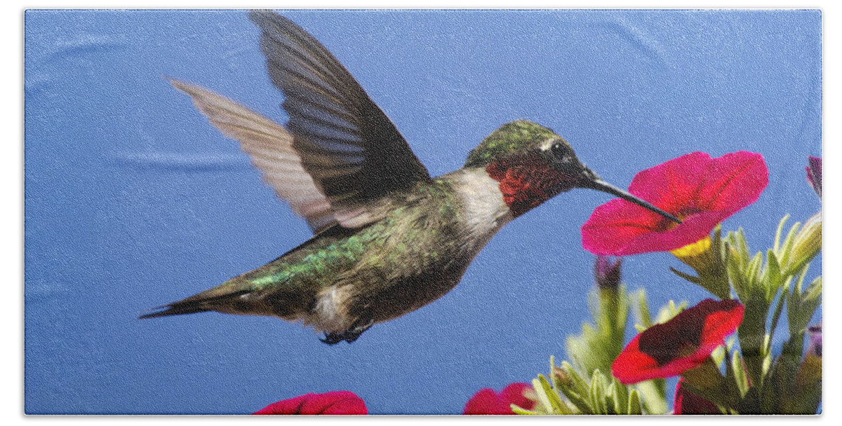 Birds Beach Towel featuring the photograph Moment Of Joy Hummingbird Square by Christina Rollo