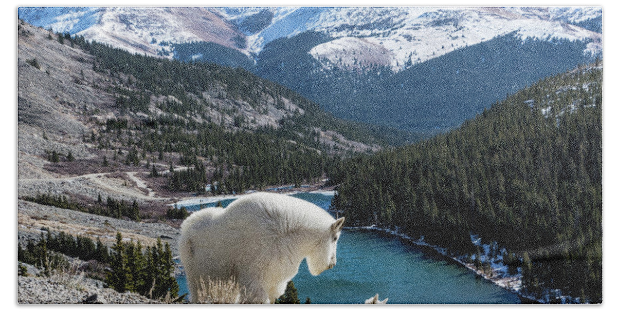 Mountain Goats Beach Towel featuring the photograph Momma Goat and Kid Overlooking Blue Lakes by Stephen Johnson