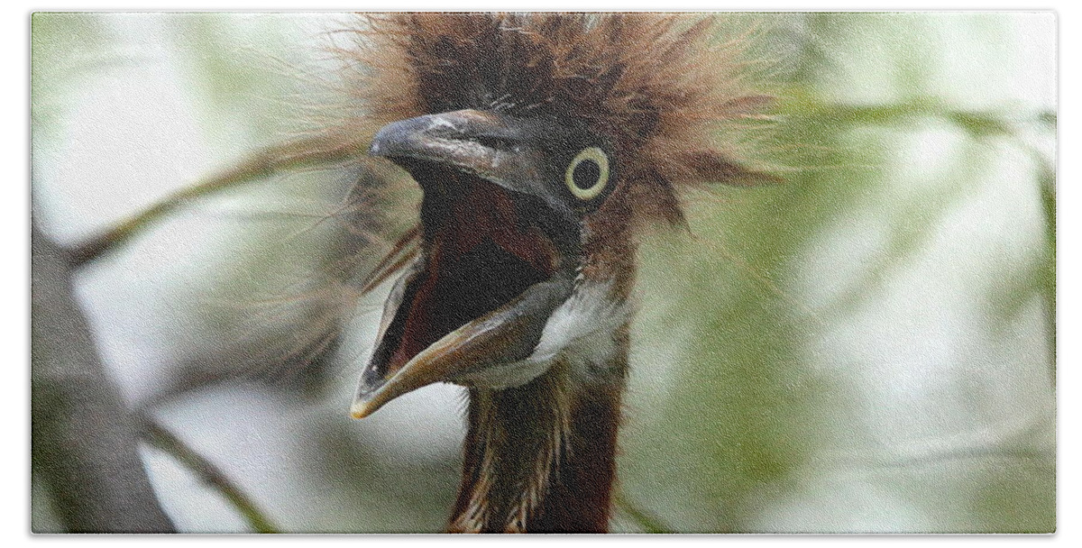 Immature Tri-colored Heron Beach Towel featuring the photograph Momma I am HUNgry by Barbara Bowen