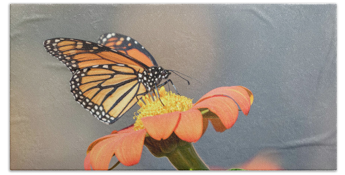 Monarch Butterfly Beach Towel featuring the photograph Monarch 2017-10 by Thomas Young