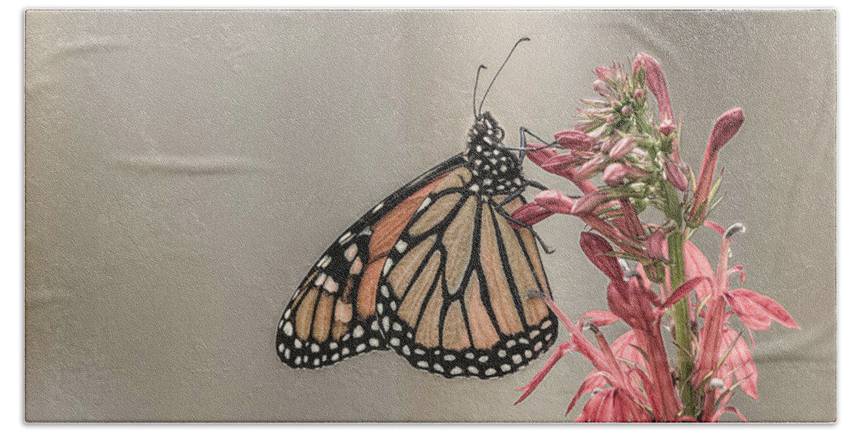 Monarch Butterfly Beach Towel featuring the photograph Monarch and Cardinal Flower 2016-2 by Thomas Young