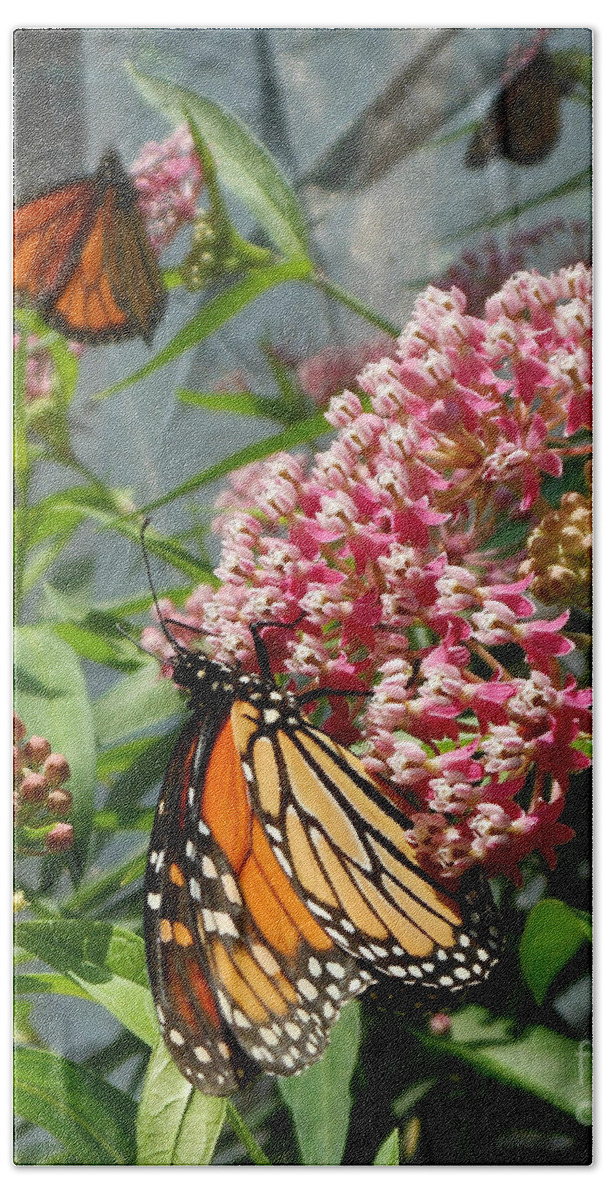 Monarch Butterfly Beach Sheet featuring the photograph Monarch Arc by Kristin Aquariann
