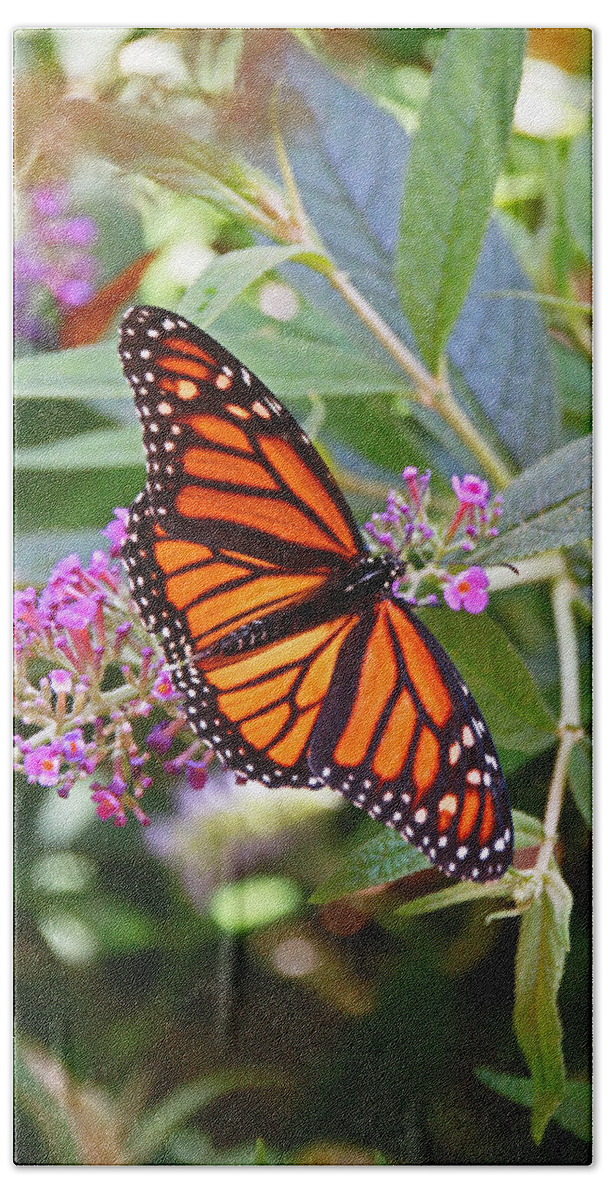 Orange Beach Towel featuring the photograph Monarch Butterfly 2 by Allen Beatty