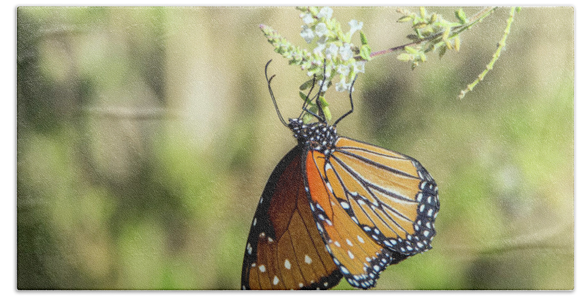 Monarch Beach Sheet featuring the photograph Monarch Butterfly 7504-101017-2cr by Tam Ryan