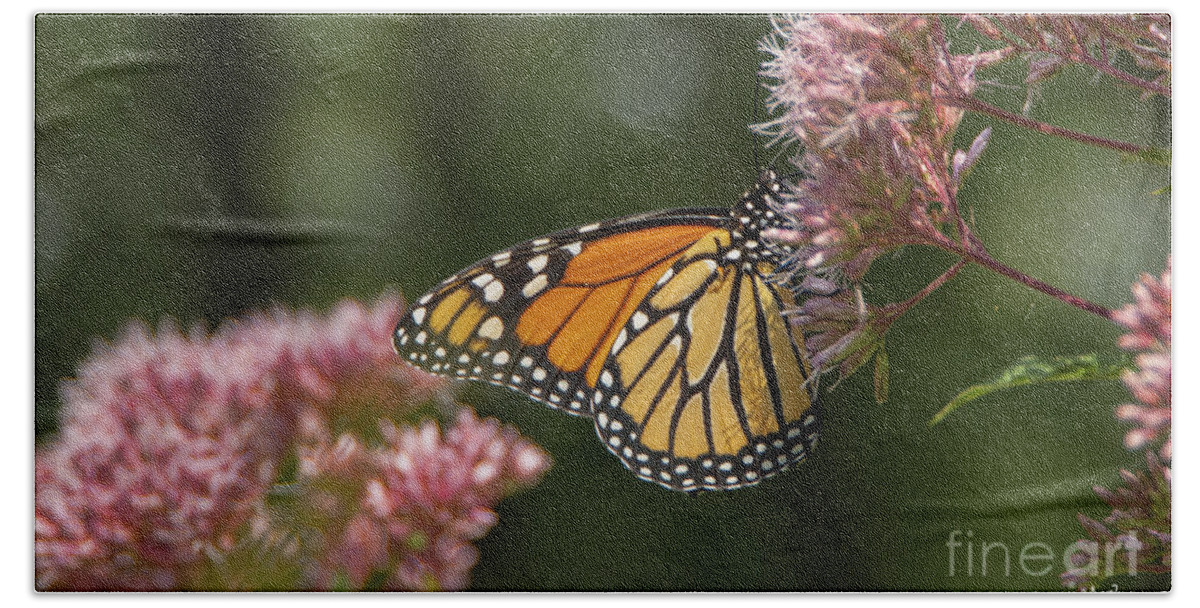 Maine Beach Towel featuring the photograph Monarch Butterfly by Alana Ranney