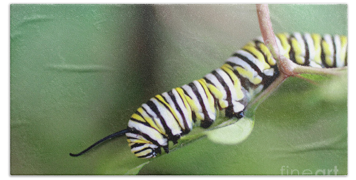Monarch Beach Towel featuring the photograph Monarch Butterfly Caterpillar eats a leaf by Adam Long