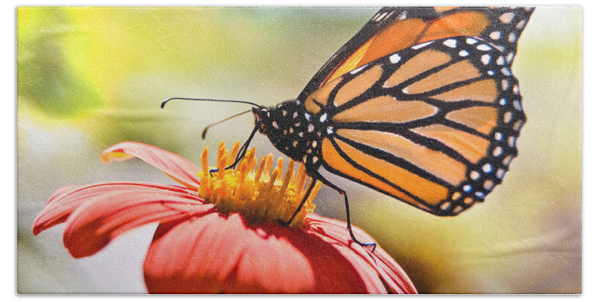 Butterfly Beach Towel featuring the photograph Monarch Butterfly by Chris Lord