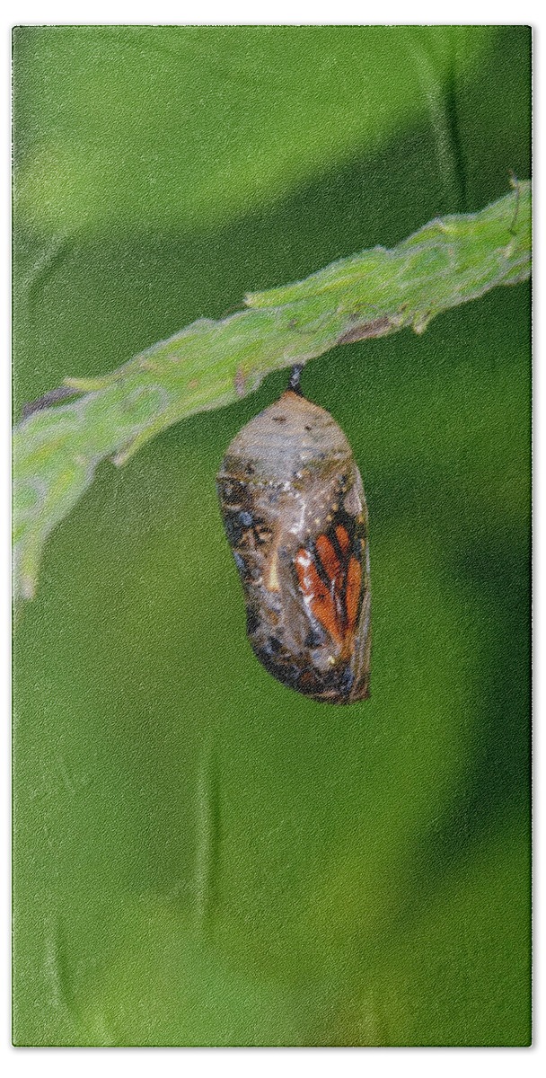 Chrysalis.butterfly Beach Towel featuring the photograph Monarch Butterfly Chrysalis Showing a Wing by Artful Imagery