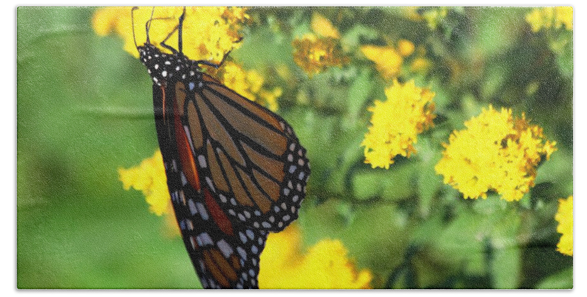 Monarch Butterfly Beach Towel featuring the photograph Monarch Butterfly II by Carol Montoya