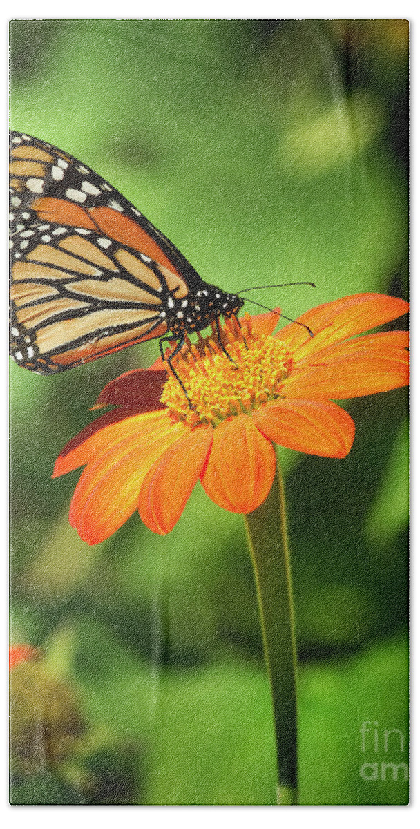Butterfly Beach Sheet featuring the photograph Monarch Butterfly II Vertical by Karen Jorstad