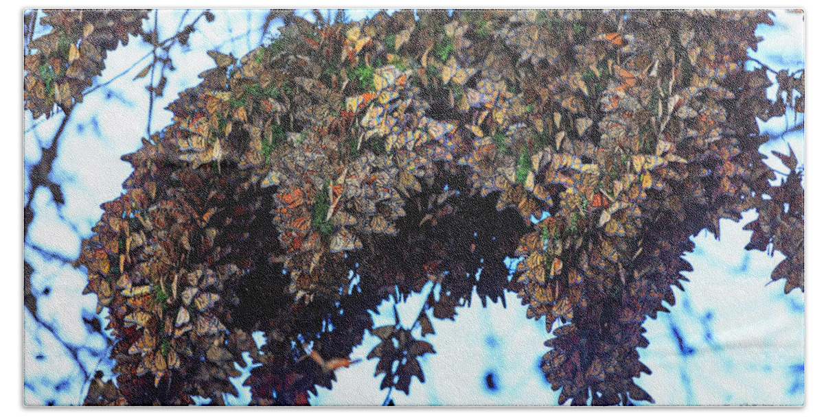 Butterflies Beach Sheet featuring the photograph Monarch Butterfly Migration by Craig J Satterlee