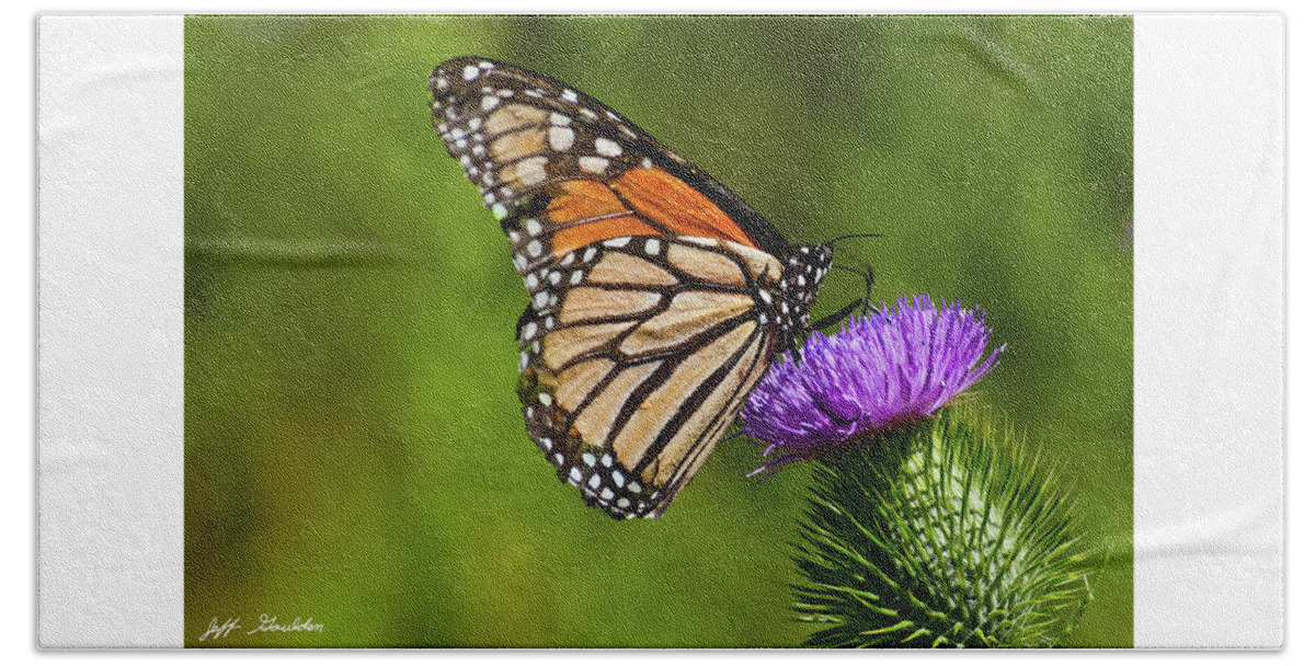 Animal Beach Towel featuring the photograph Monarch Butterfly on a Thistle by Jeff Goulden