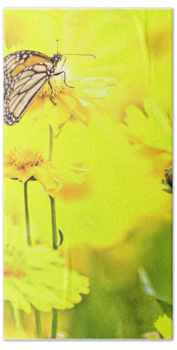 Monarch Butterfly Beach Towel featuring the digital art Monarch Butterfly on Tickseed Flowers by A Macarthur Gurmankin
