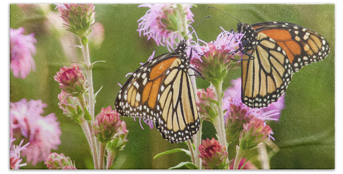 Monarch Beach Towel featuring the photograph Monarch Butterfly Pair square format by Hermes Fine Art