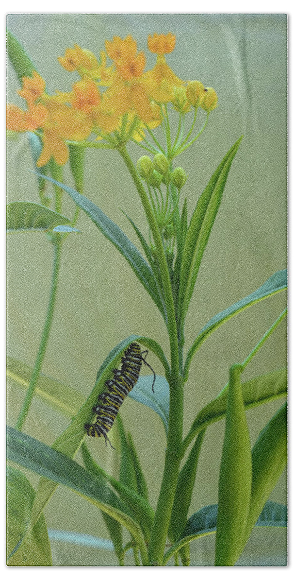 Butterfly Beach Towel featuring the photograph Monarch Caterpillar on Milkweed by Aimee L Maher ALM GALLERY