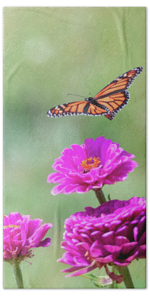 Butterfly Flying Flight Mid-air Mid Air Monarch Inset Butterflies Flowers Garden Botany Botanical Outside Outdoors Nature Natural Brian Hale Brianhalephoto Ma Mass Massachusetts Newengland New England U.s.a. Usa Beach Towel featuring the photograph Monarch in Flight 2 by Brian Hale