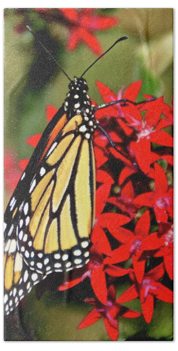 Butterfly Beach Towel featuring the photograph Monarch Number Three by Carol Bradley