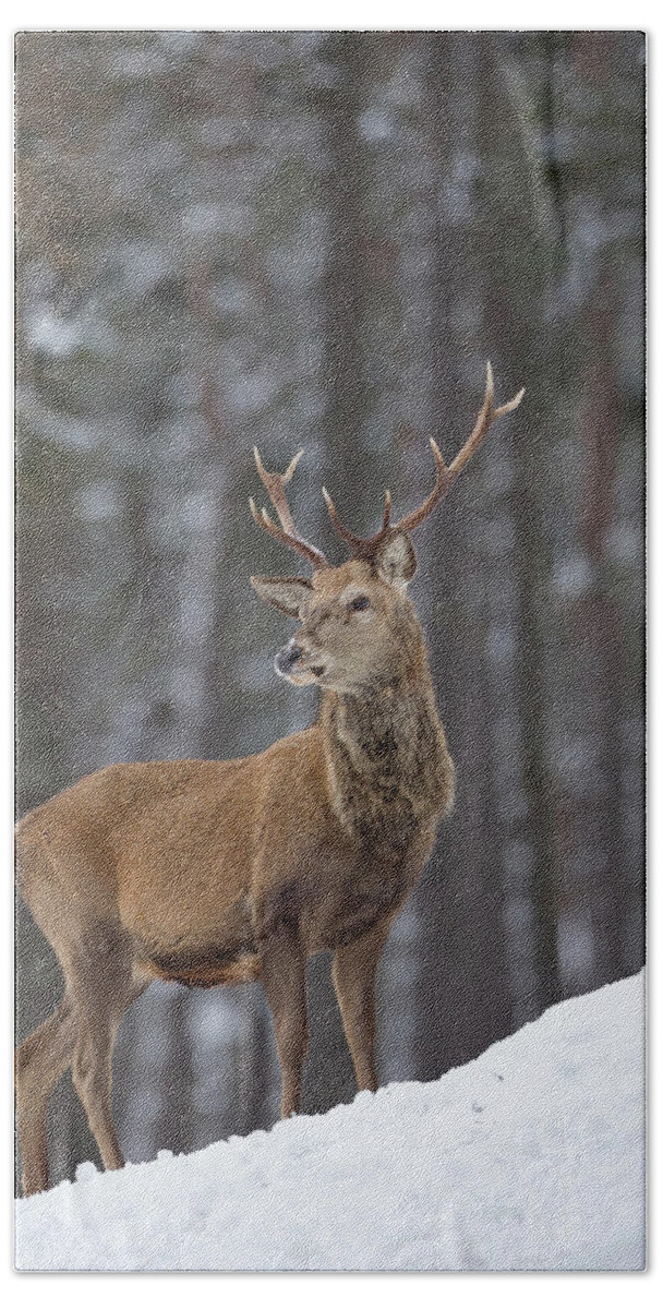 Red Beach Towel featuring the photograph Monarch Of The Woods by Pete Walkden