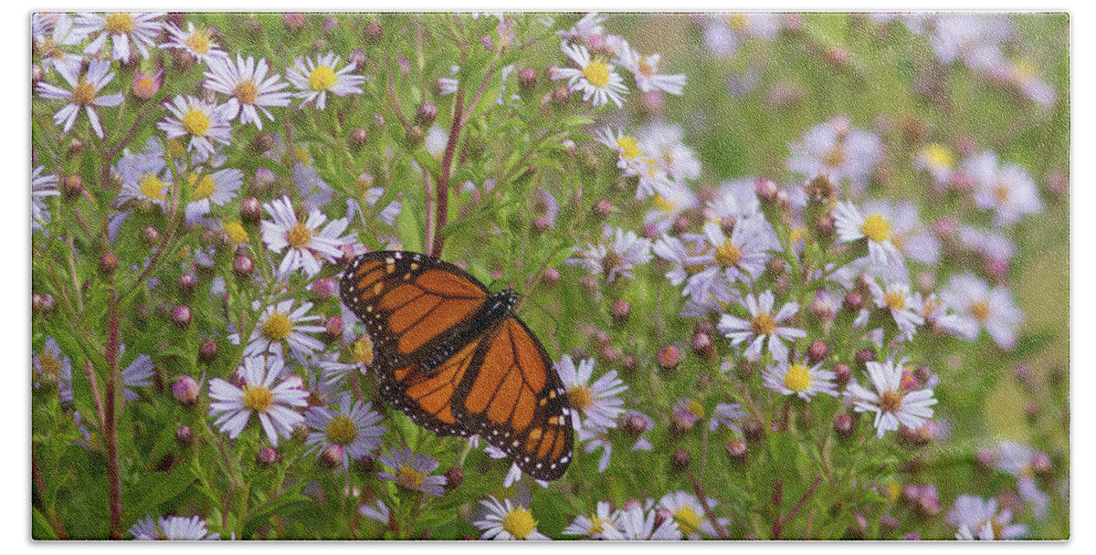 Monarch Beach Sheet featuring the photograph Monarch on Asters by Paul Rebmann