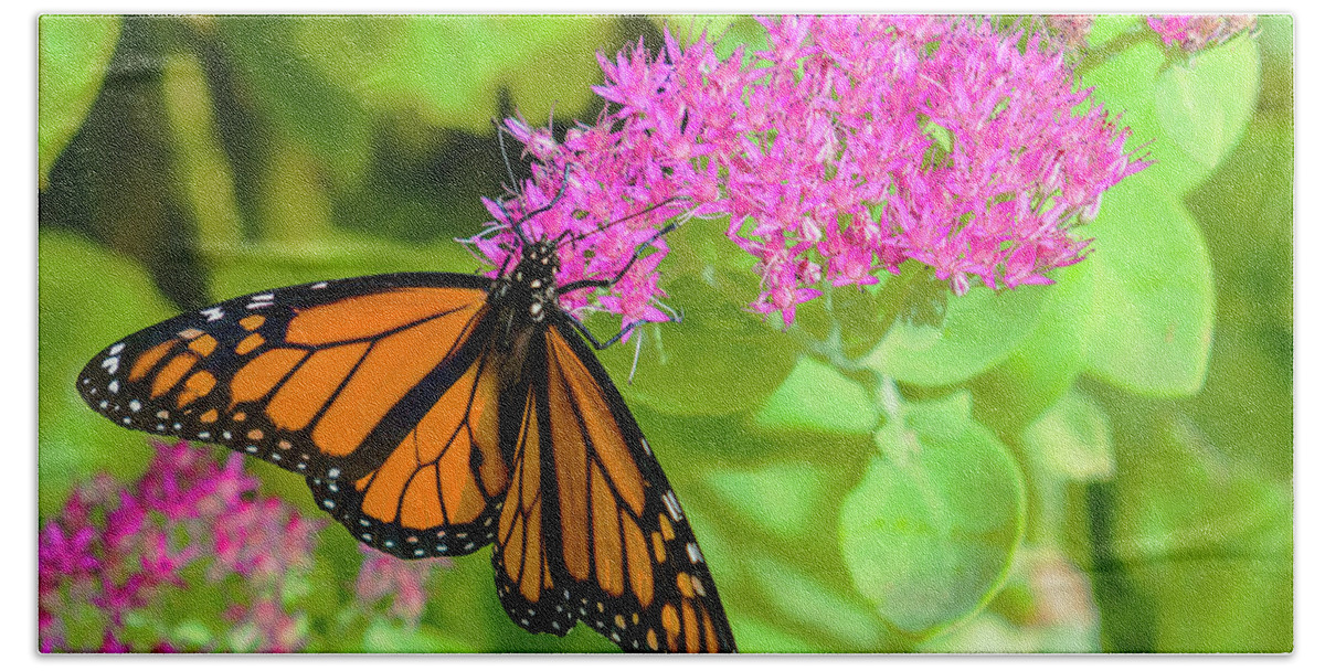 Heron Heaven Beach Towel featuring the photograph Monarch Pretty In Pink by Ed Peterson