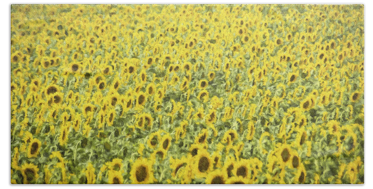 Sunflower Beach Towel featuring the photograph Monet Sunflower Field by Janice Pariza