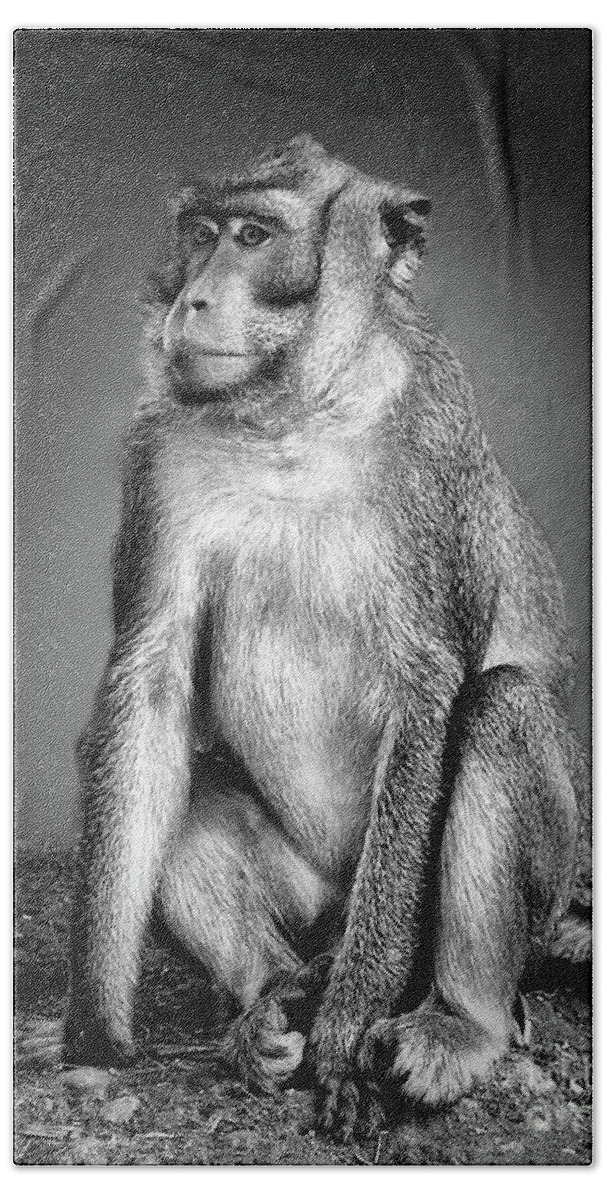 Monkey Beach Sheet featuring the photograph Monkey by Charuhas Images