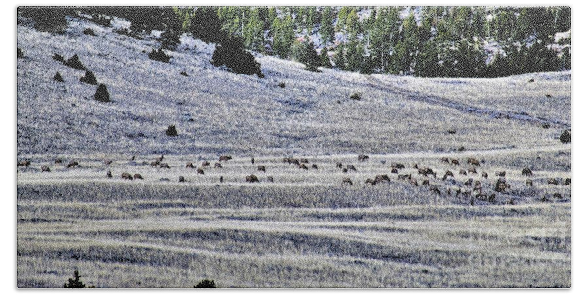 Montana Beach Towel featuring the photograph Montana Elk, count em by Merle Grenz