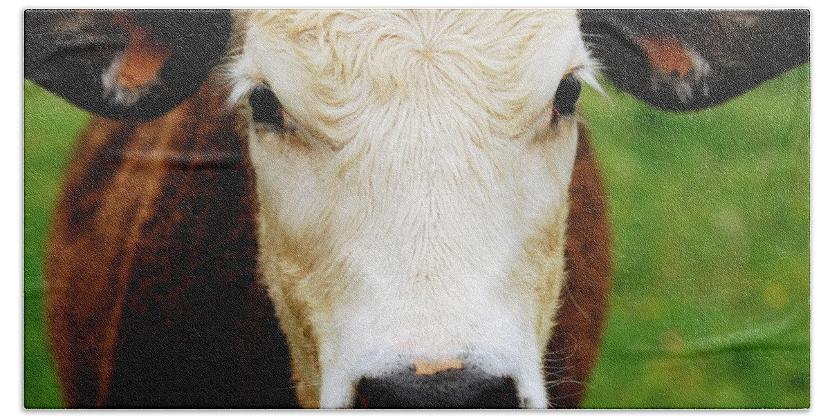 Cow Beach Towel featuring the photograph Moo by Lori Tambakis