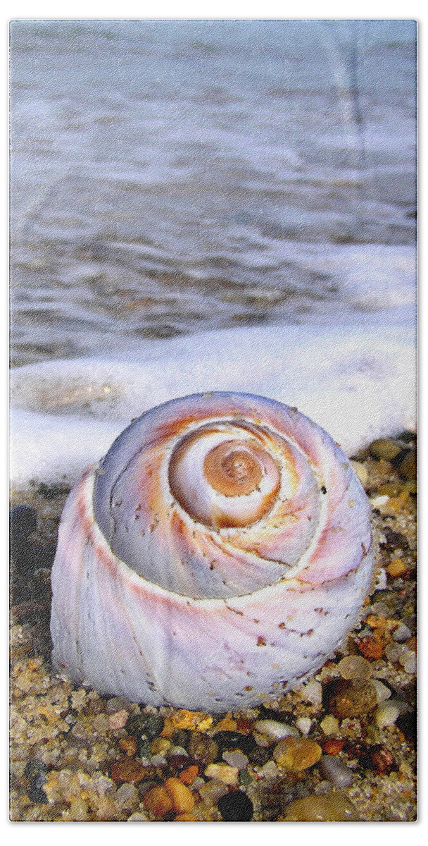 Moon Beach Towel featuring the photograph Moon Snail by Charles Harden