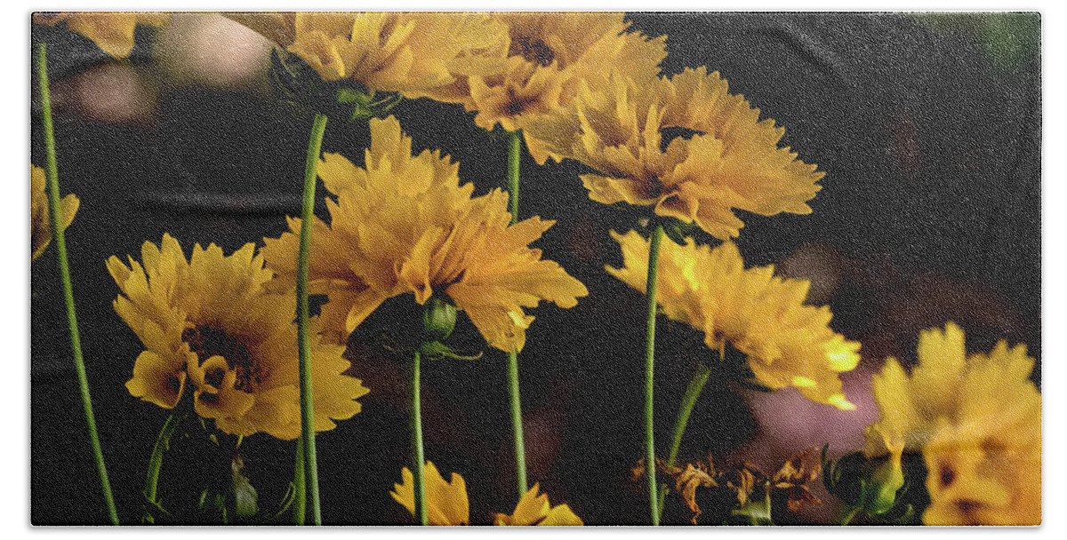 Flower Beach Towel featuring the digital art Moonbeam Coreopsis by Ed Stines