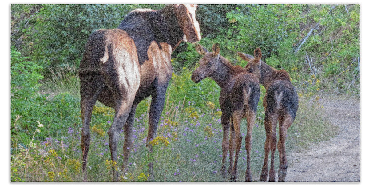 Moose Beach Towel featuring the photograph Moose Mom and babies by Cindy Murphy - NightVisions