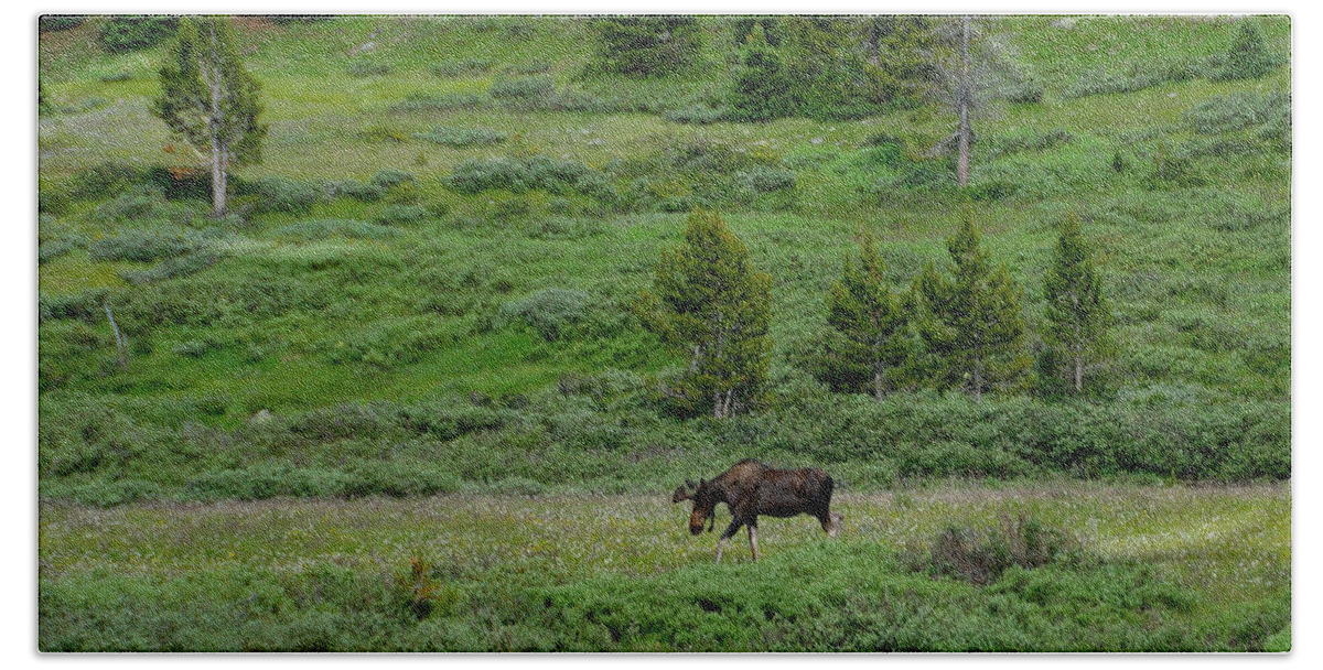 Moose Beach Towel featuring the photograph Moose on the Loose by Tranquil Light Photography