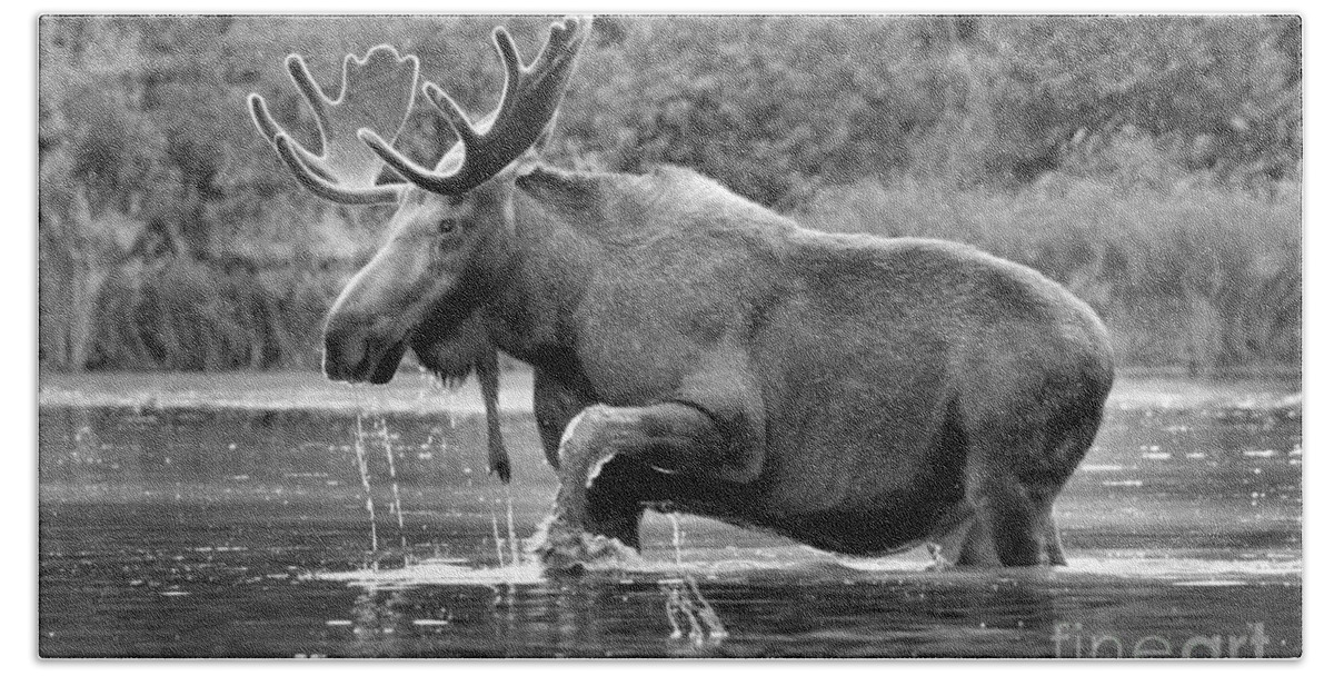 Moose Beach Towel featuring the photograph Moose Water Shuffle Black And White by Adam Jewell