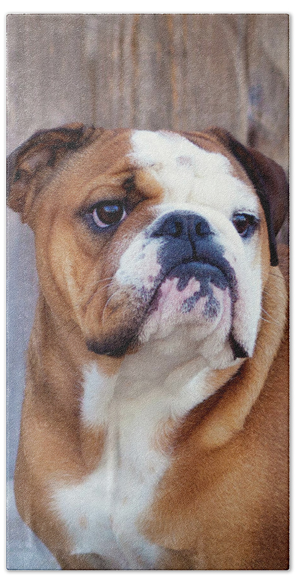 Dog Beach Towel featuring the photograph Moosie Portrait by Lori Knisely
