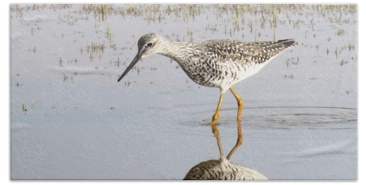 Greater Yellowlegs Beach Sheet featuring the photograph Morning Forage by I'ina Van Lawick