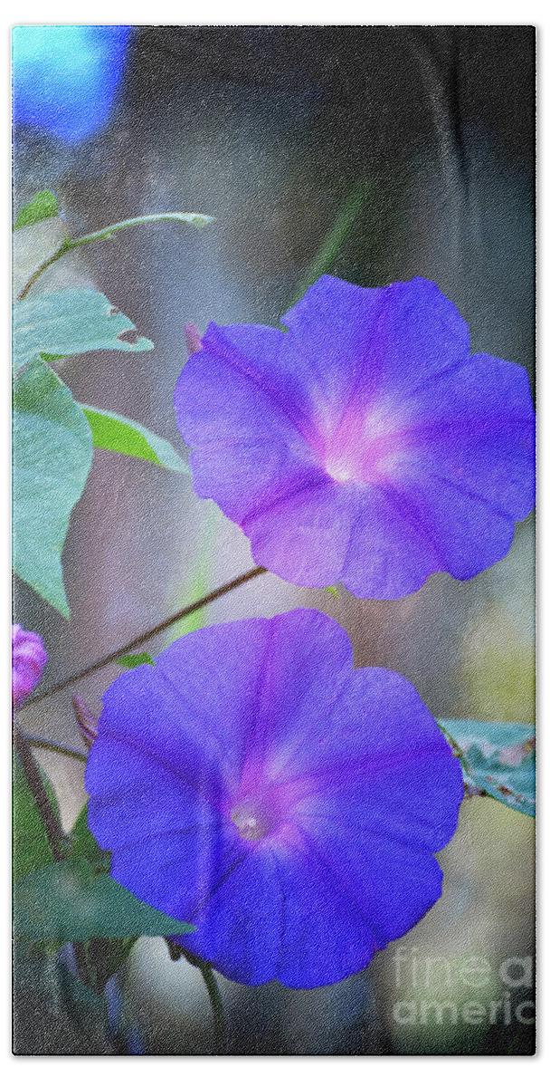 Flowers Beach Towel featuring the photograph Morning Glory by Kathy Baccari