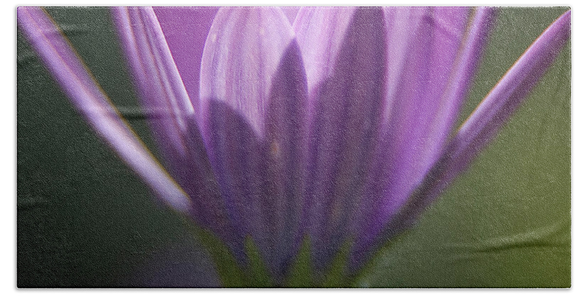 Purple Flower Beach Towel featuring the photograph Morning Glory by Vicki Ferrari